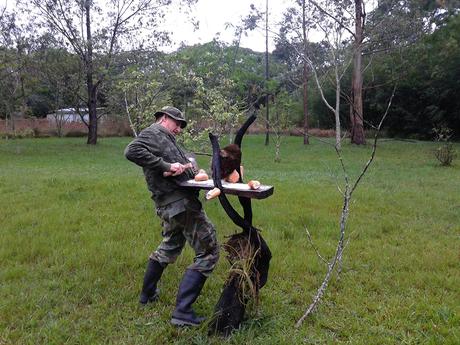 Boyero cacique (Red-rumped Cacique) Cacicus haemorrhous 20151010_180231