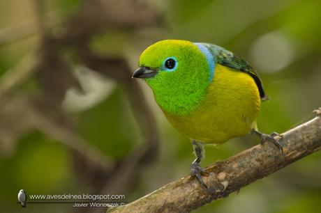 Tangará bonito (Blue-naped Chlorophonia) Chlorophonia cyanea