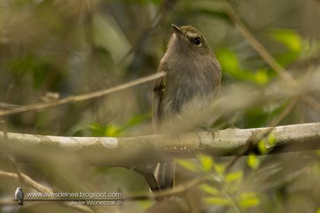 Mosqueta de anteojos (Drab-breasted pygmy Tyrant) Hemitriccus diops