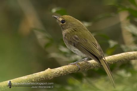 Mosqueta de anteojos (Drab-breasted pygmy Tyrant) Hemitriccus diops