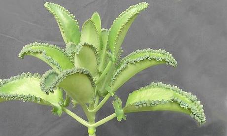 Kalanchoe, la potente planta antitumoral