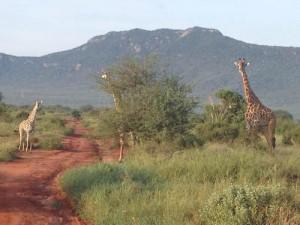 La reina de África: Kenia