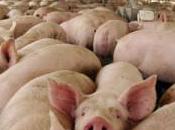 Contabilidad empresas cárnicas