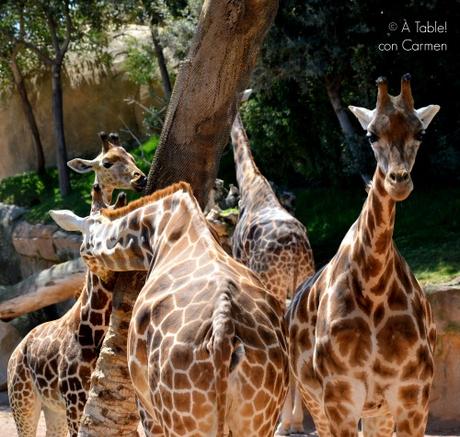Brazo Gitano Jirafa relleno de Ganaché de Chocolate