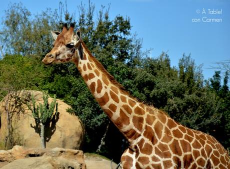 Brazo Gitano Jirafa relleno de Ganaché de Chocolate