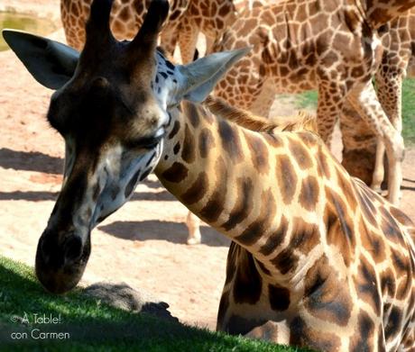 Brazo Gitano Jirafa relleno de Ganaché de Chocolate