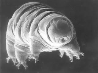 El Arca de Noe y los Osos de Agua