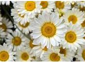 Margaritas casa Trucos jardinería