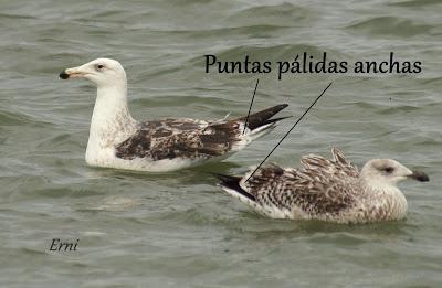 Y LA GAVIOTA ES...