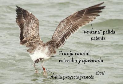 Y LA GAVIOTA ES...