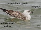 gaviota es...