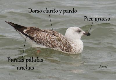 Y LA GAVIOTA ES...