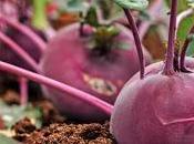 Cómo cultivar remolacha