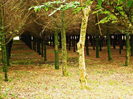 CAMINO DE SANTIAGO: RIBADISO DA BAIXO-SALCEDA. (CAMINO FRANCÉS)
