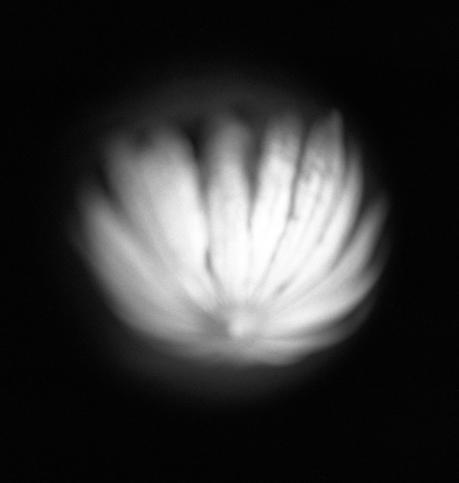 Bibiana Omar Zajtai Profesional En La Categoria Naturaleza Muerta