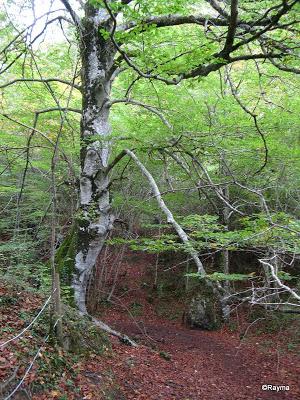 Nacedero del río Urederra, Sierra de Urbasa (Navarra) 26-10-13