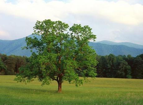 La importancia del árbol