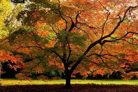 La importancia del árbol