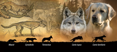 El vegano desestructurado que no quería que su perro comiese chuletas Evolución del perro