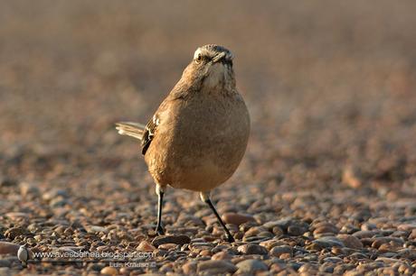 Calandria mora (Patagonian Mockingbird) Mimus patagonicus