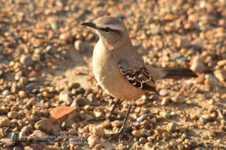 Calandria mora (Patagonian Mockingbird) Mimus patagonicus