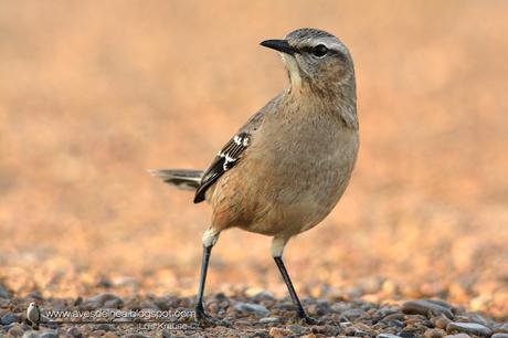 Calandria mora (Patagonian Mockingbird) Mimus patagonicus