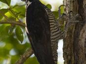 Carpintero garganta negra (Crimson-crested Woodpecker) Campephilus melanoleucos