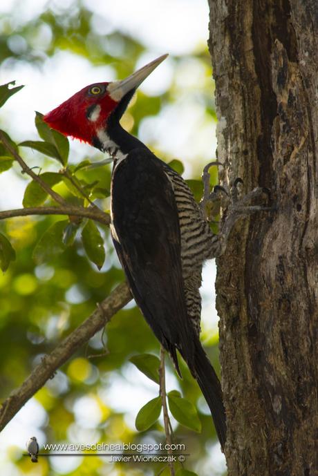 Carpintero garganta negra (Crimson-crested Woodpecker) Campephilus melanoleucos