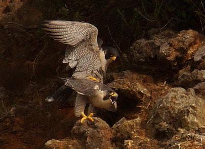 10 MINUTOS EN LA VIDA DE LOS PEREGRINOS