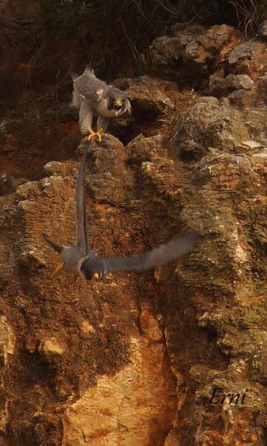 10 MINUTOS EN LA VIDA DE LOS PEREGRINOS