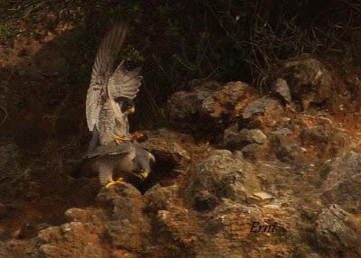 10 MINUTOS EN LA VIDA DE LOS PEREGRINOS