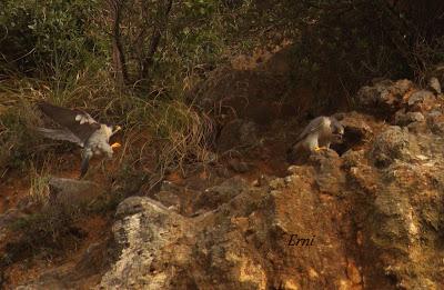 10 MINUTOS EN LA VIDA DE LOS PEREGRINOS