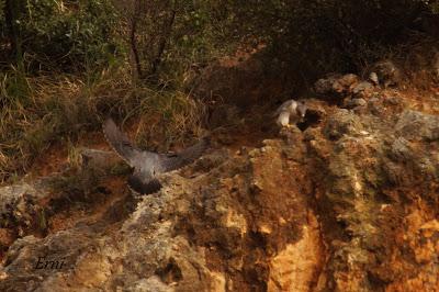 10 MINUTOS EN LA VIDA DE LOS PEREGRINOS