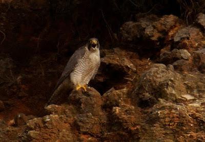 10 MINUTOS EN LA VIDA DE LOS PEREGRINOS
