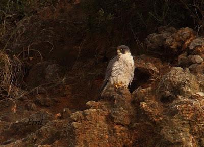 10 MINUTOS EN LA VIDA DE LOS PEREGRINOS