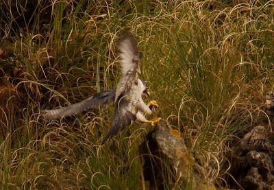 10 MINUTOS EN LA VIDA DE LOS PEREGRINOS
