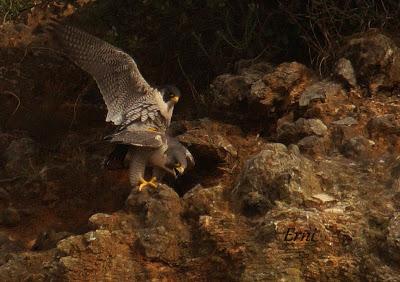 10 MINUTOS EN LA VIDA DE LOS PEREGRINOS
