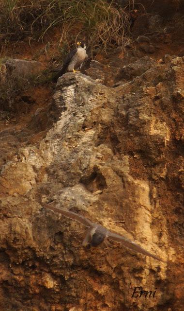 10 MINUTOS EN LA VIDA DE LOS PEREGRINOS