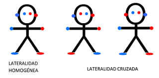 LATERALIDAD III: Factores y tipos. Lateralidad cruzada y ambidiestros.