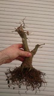 El primer día del bosque de Celtis