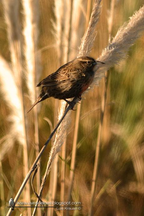 Loica común (Long-tailed Meadowlark) Sturnella loyca