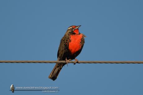 Loica común (Long-tailed Meadowlark) Sturnella loyca