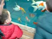 Miércoles Mudo: Peces