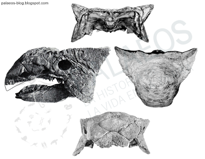 PALEOFICHA: Ankylosaurus magniventris