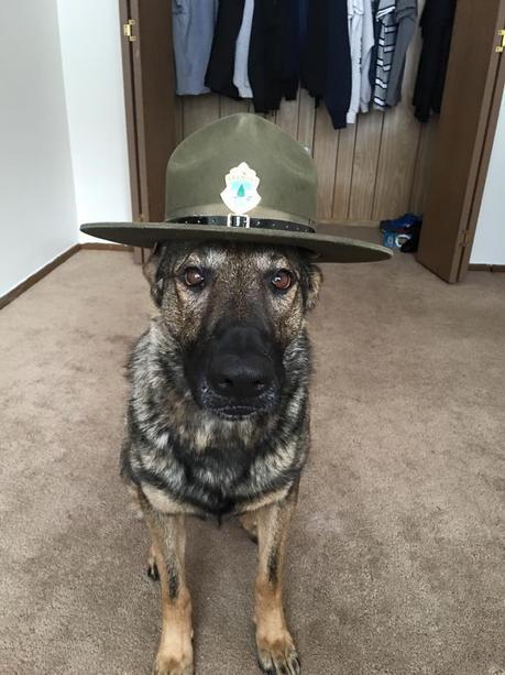 maximus perro policía
