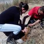 Rescatistas y bomberos rescatan a cachorro atrapado en alcantarilla