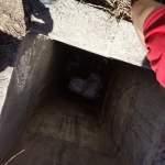 Rescatistas y bomberos rescatan a cachorro atrapado en alcantarilla