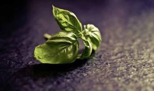 Cómo destapar la nariz con albahaca Cómo destapar la nariz con albahaca