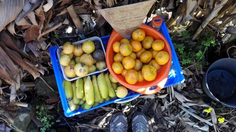 Un paseo por Madeira