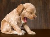 bostezan perros. Todo debes saber
